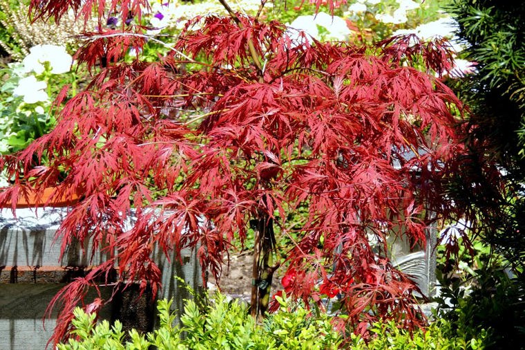 JUL Kita Poeler Kükennest in insel poel, PLZ 23999 - 2