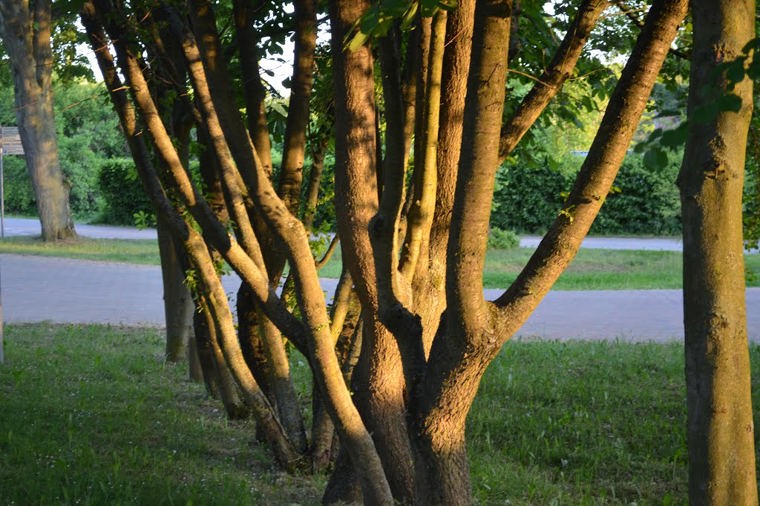 Kindergarten der evang. Kirchgemeinde Feldberg in feldberger seenlandschaft, PLZ 17258 - 2