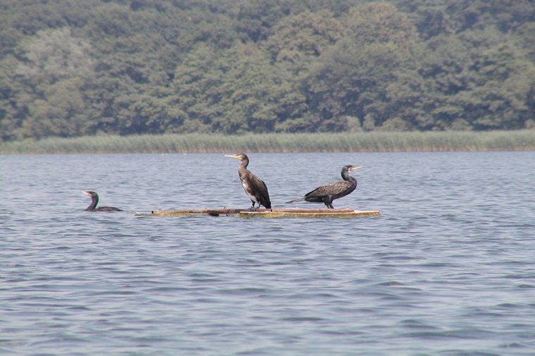 KiTa Tiefwarensee in waren (müritz), PLZ 17192 - 2