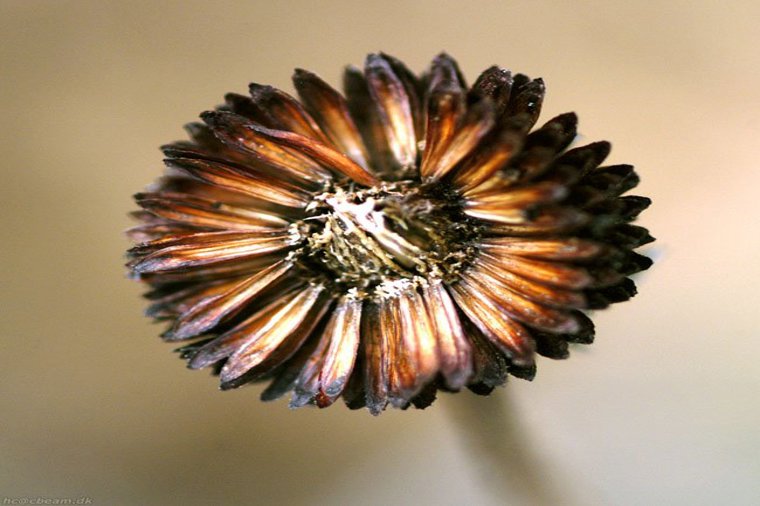 Kobbermølle Børnehave in harrislee, PLZ 24955 - 1