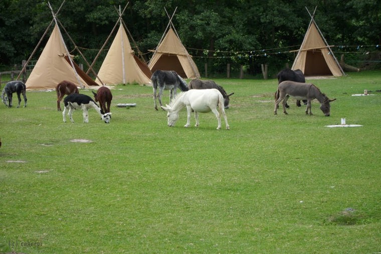 Wald- und Wattkindergarten in sankt peter-ording, PLZ 25826 - 2