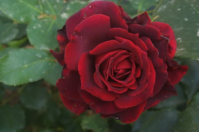 Waldorfkindergarten Wedel in wedel, PLZ 22880 - 1